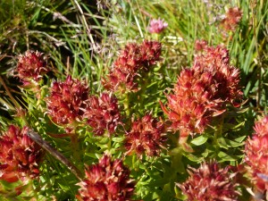 Mt. Sherman Red Flowers July 2012