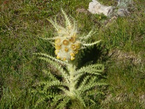 Mt. Sherman Yellow Flower July 2012