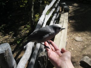 Gray Jay at Barr Camp