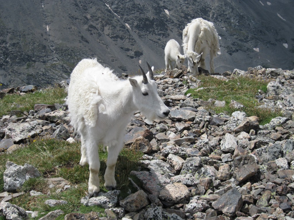 Mountain Goats